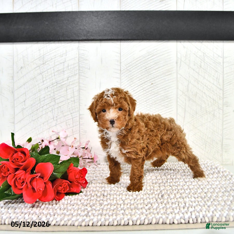 Miniature Poodle dogs Ronnie - Ad 2