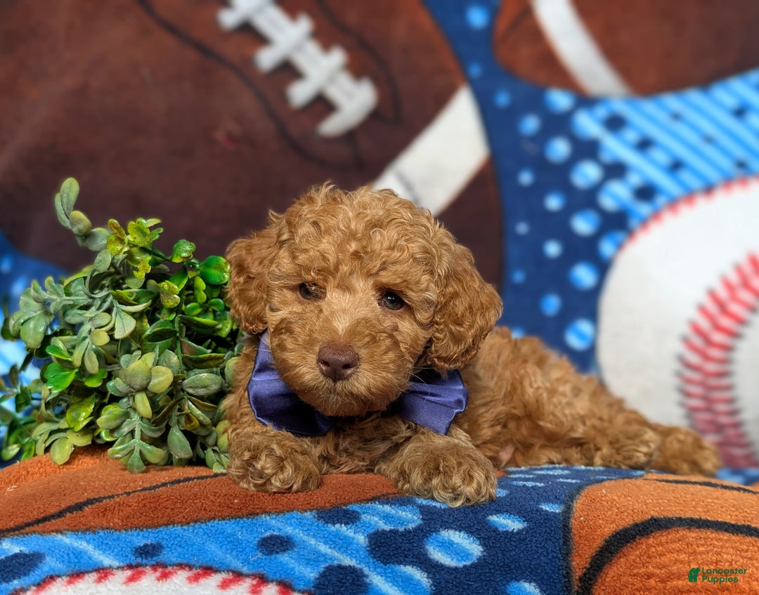 Miniature Poodle dogs for sale: Mable - Ad 12