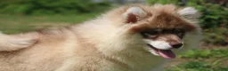 Pomsky dogs for sale: Jodee  - Ad 3