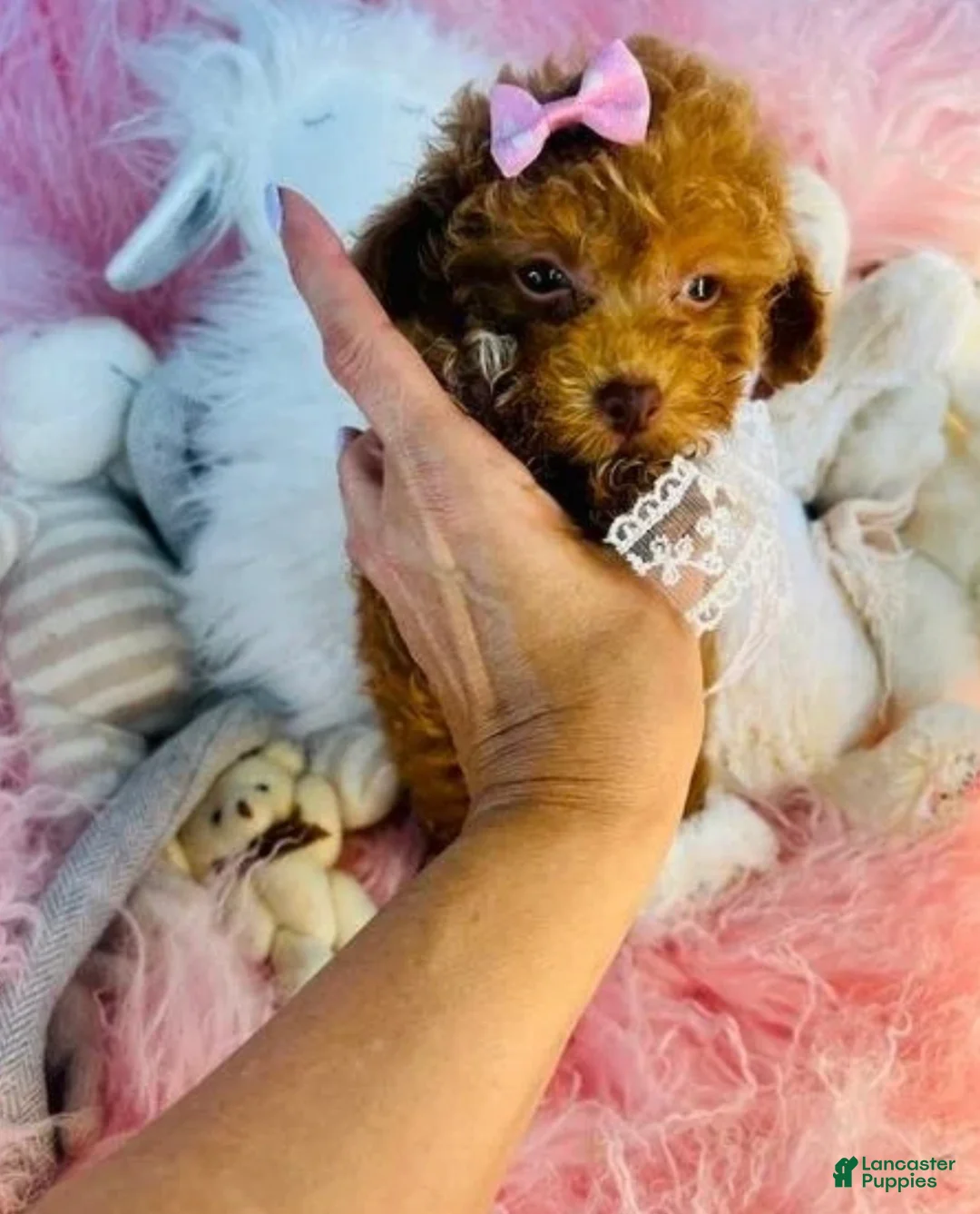 Toy Poodle dogs for sale: Toy Poodle 1 - Ad 4
