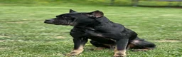 Cane Corso dogs for sale: Rose - Ad 4