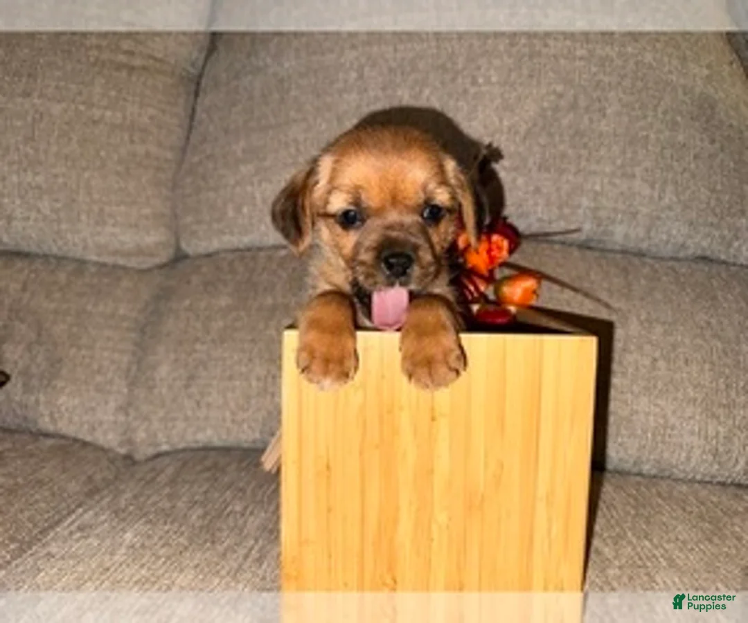 Gallery Image {{count}}