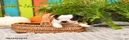 Boston Terrier dogs for sale: King - Ad 11