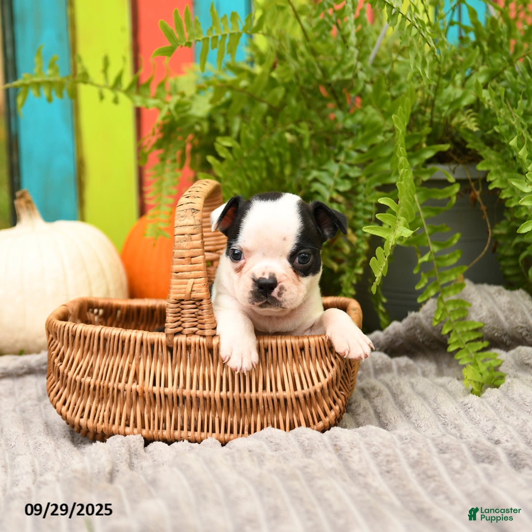 Boston Terrier dogs for sale: King - Ad 11