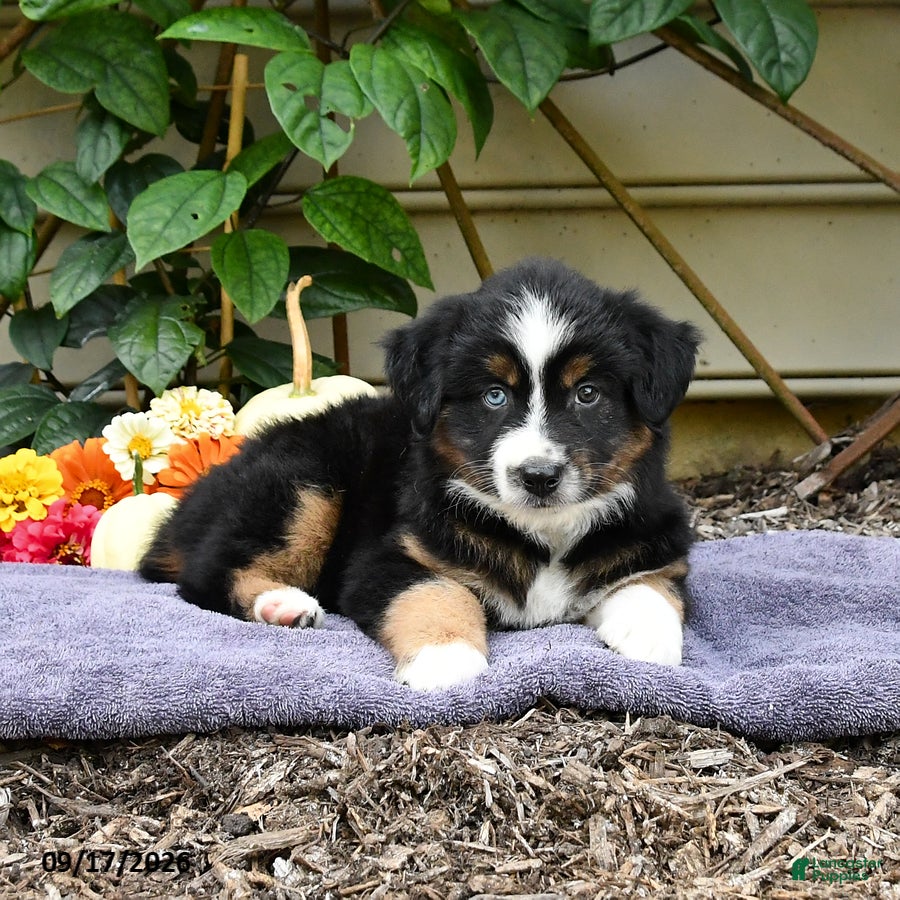 Miniature Australian Shepherd dogs Zoey - Ad 2