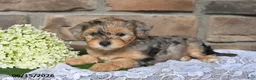 Yorkiepoo dogs for sale: Oakley - Ad 4