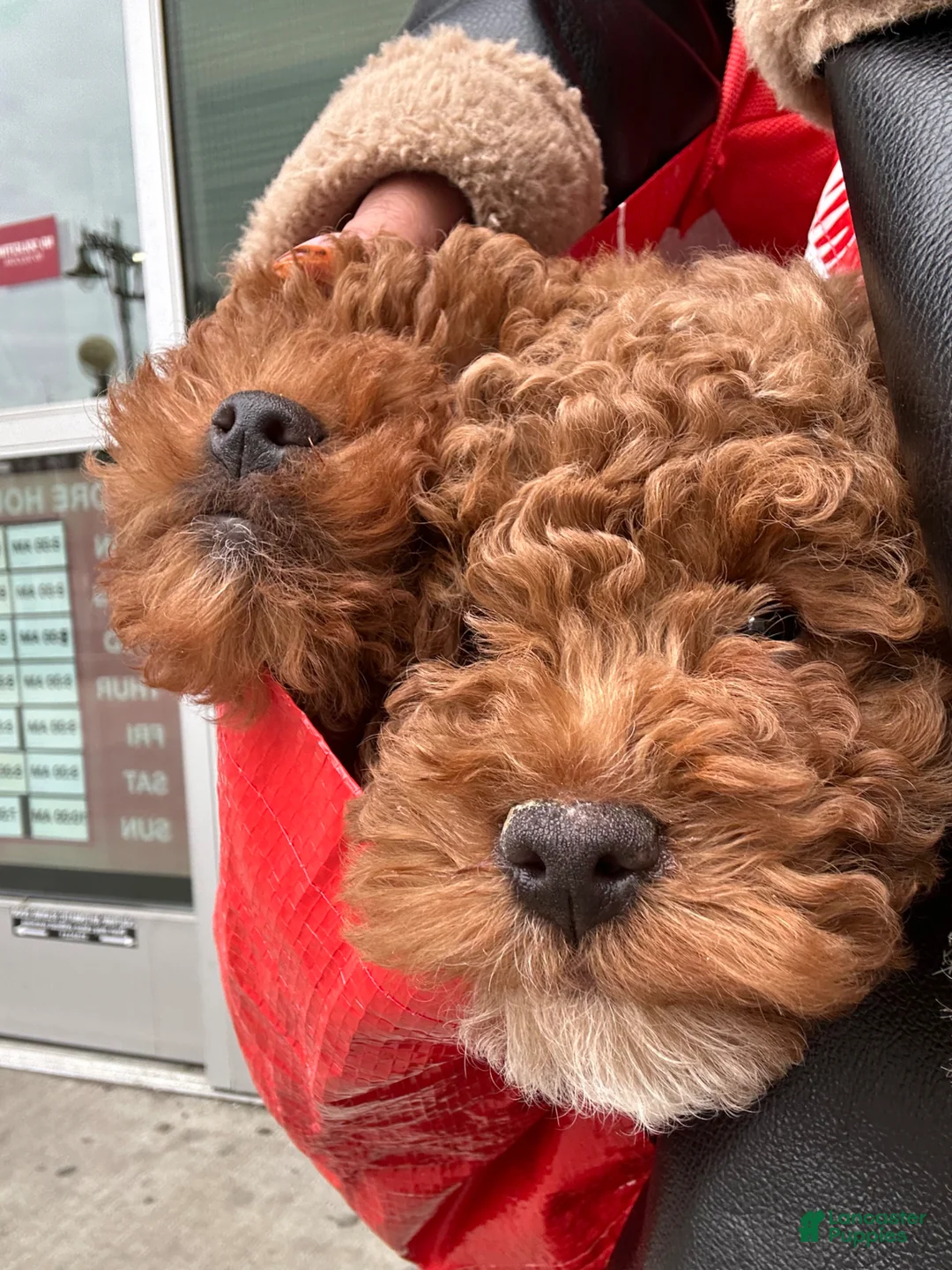 Mixed Breed dogs for sale: Javy - Ad 8