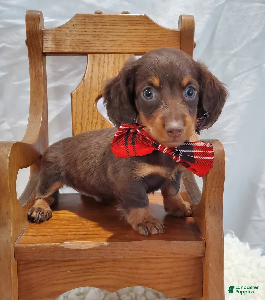 Miniature Dachshund dogs for sale: Albert - Ad 4