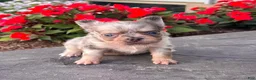 French Bulldog dogs for sale: Diego - Ad 6