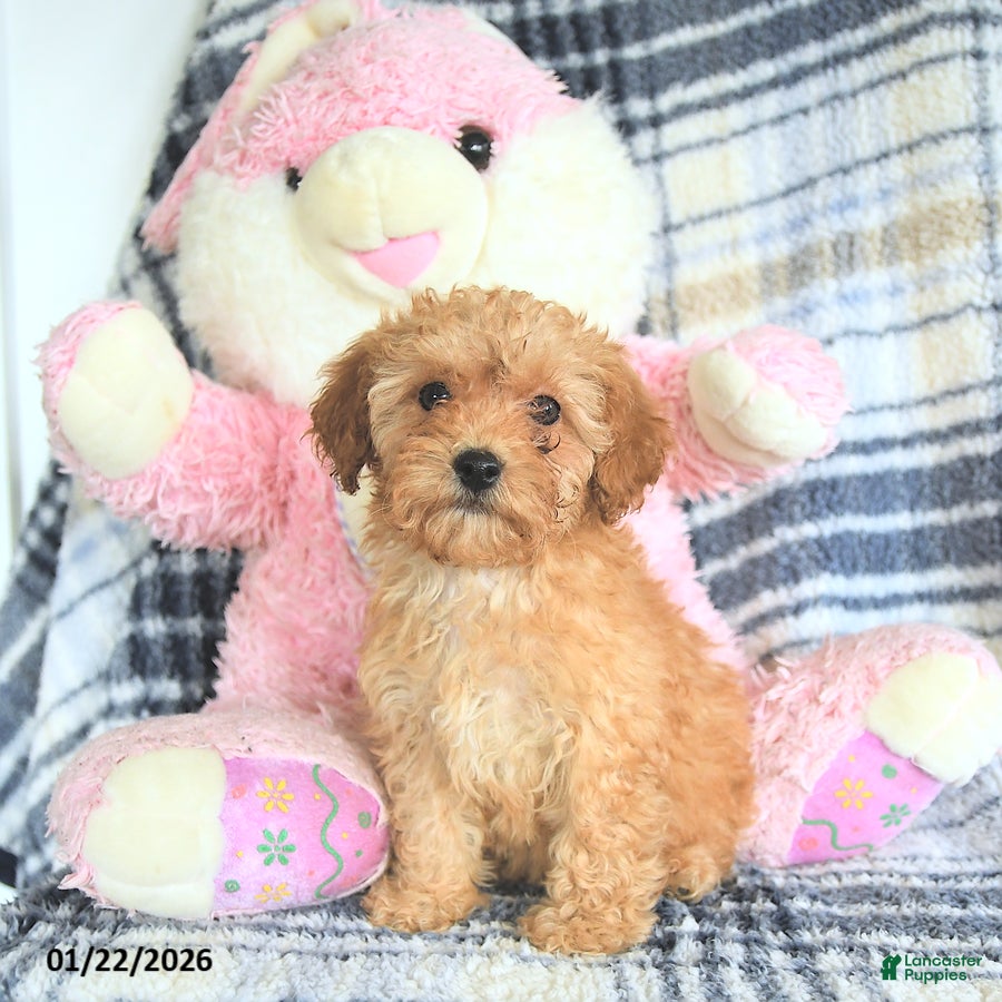 Havapoo dogs Daisy - Ad 2