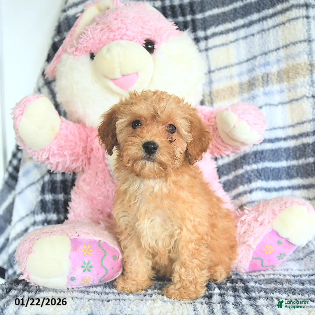 Havapoo dogs for sale: Daisy - Ad 2