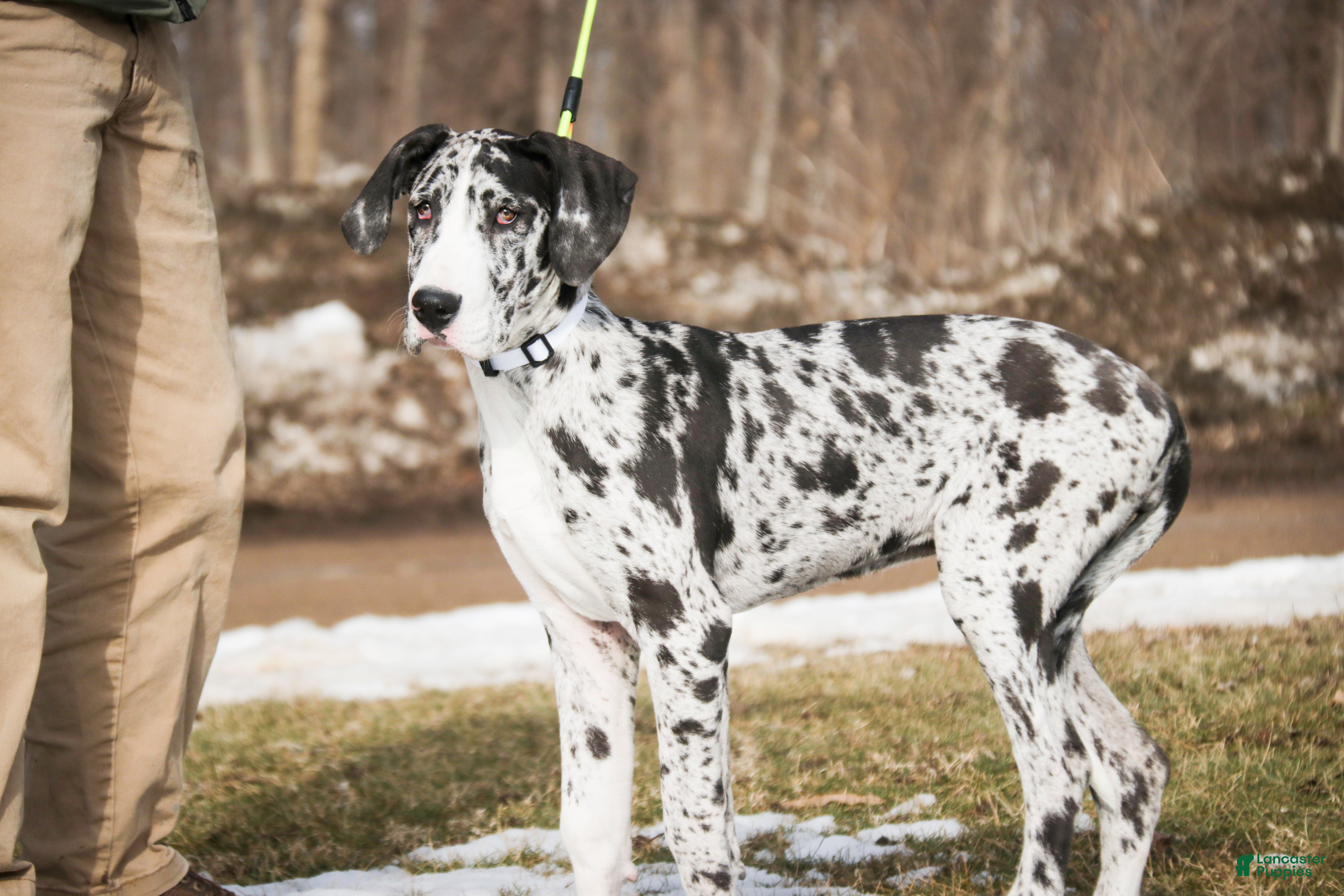 Great Dane dogs Lorelai - Ad 1
