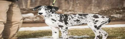 Great Dane dogs for sale: Lorelai - Ad 1
