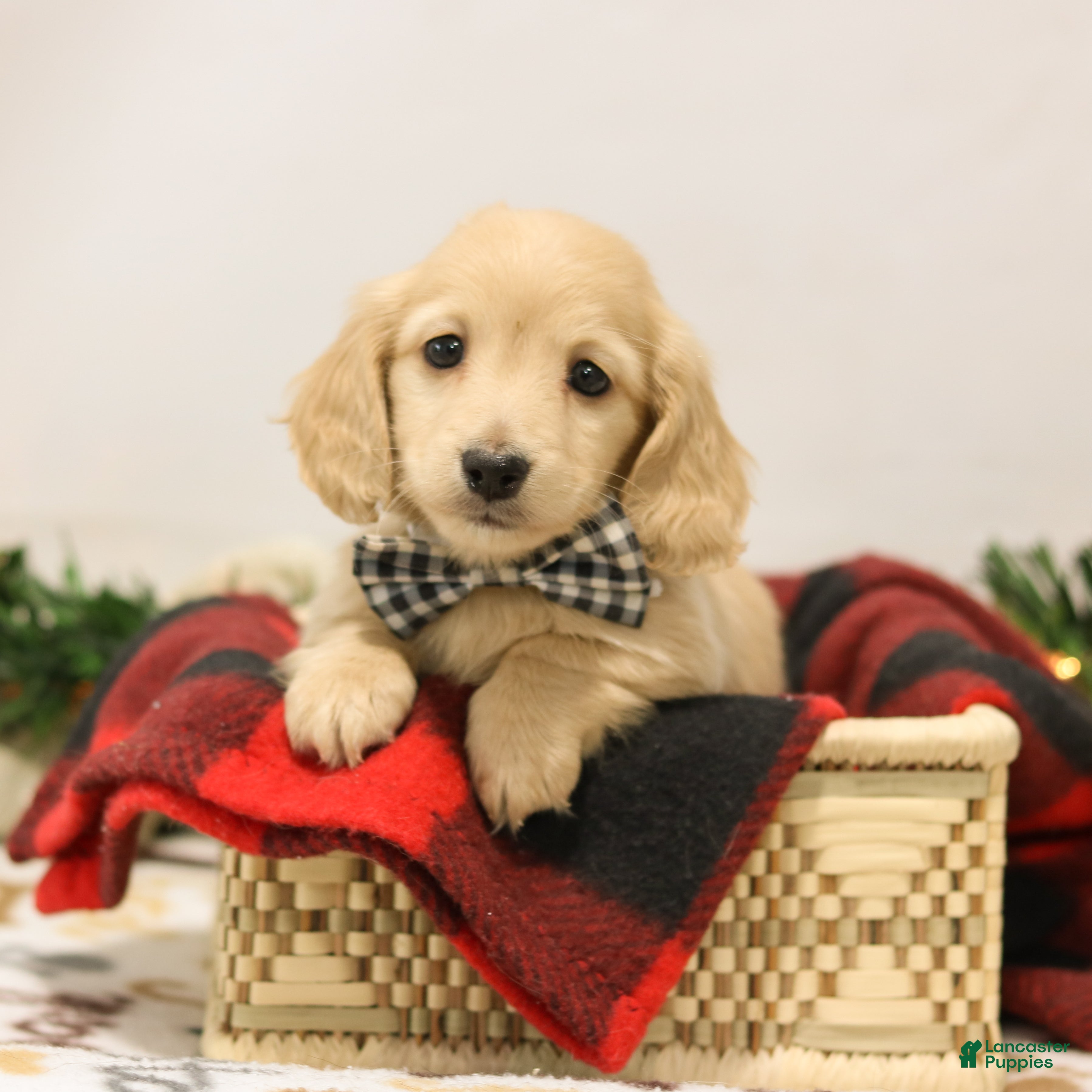 Miniature Dachshund dogs Nashville - Ad 1