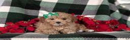 Havapoo dogs for sale: Camdyn Ready for Christmas! - Ad 6