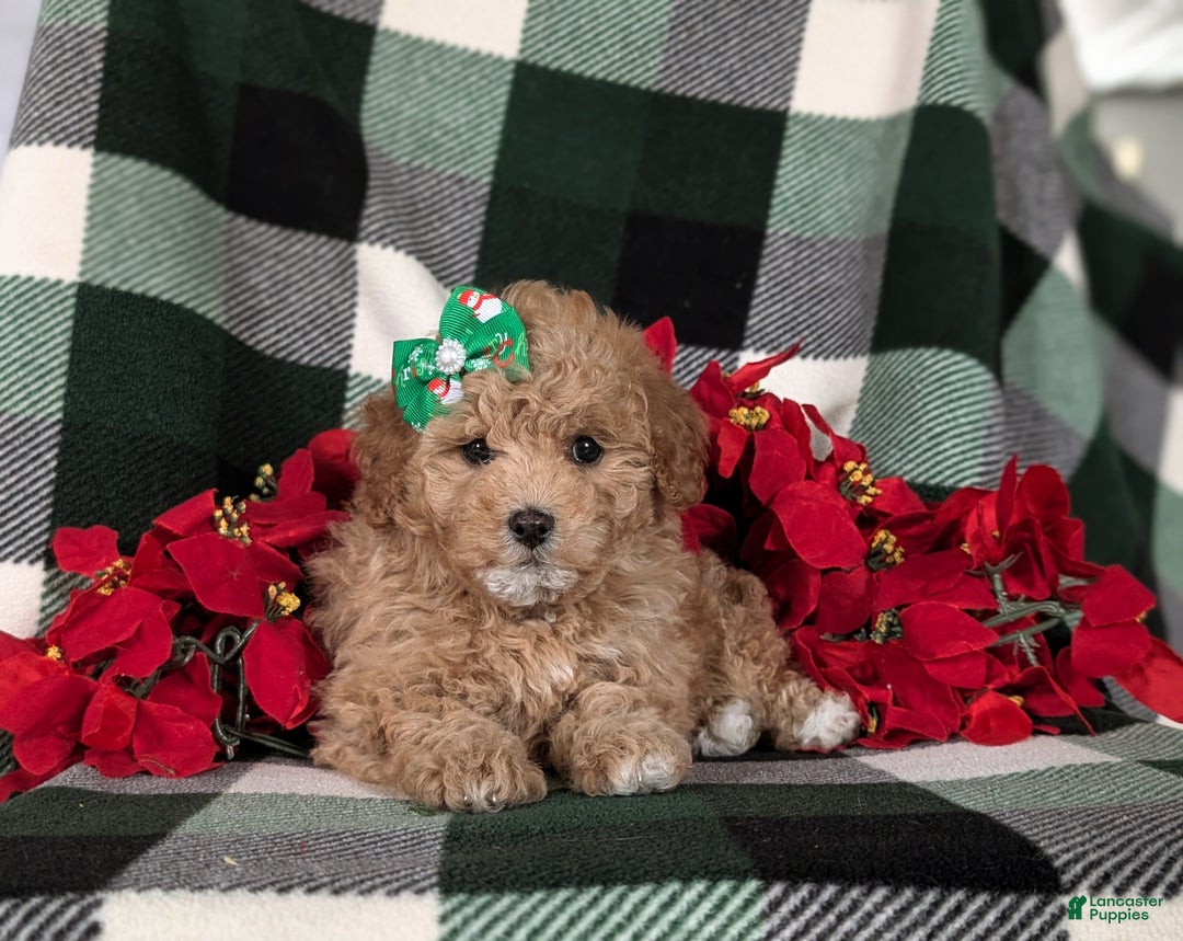 Havapoo dogs for sale: Camdyn Ready for Christmas! - Ad 6