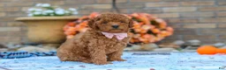 Cavapoo dogs for sale: Fletcher - Ad 3
