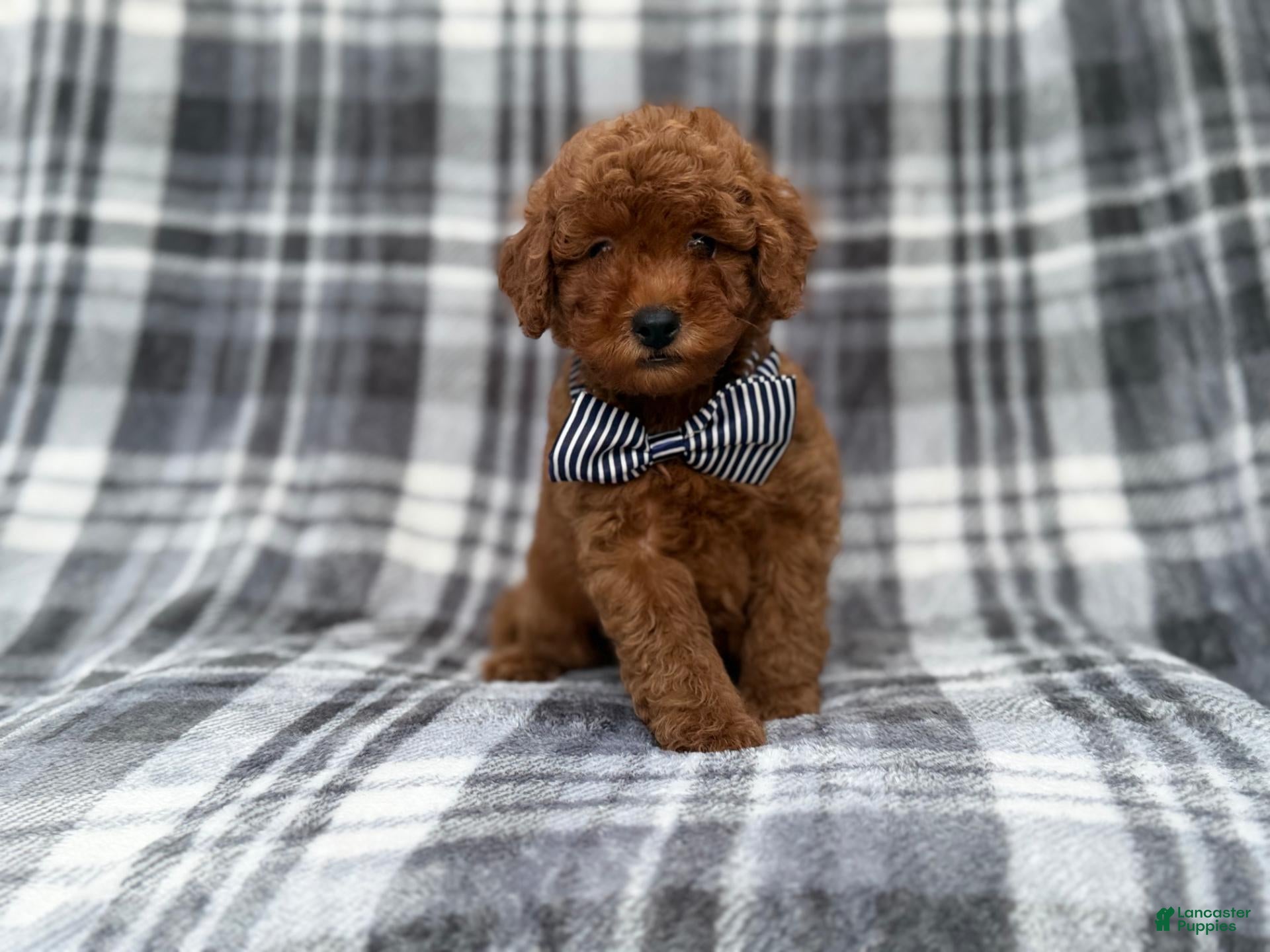 Cavapoo dogs for sale: Axel - Ad 1
