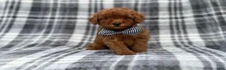Cavapoo dogs for sale: Axel - Ad 1