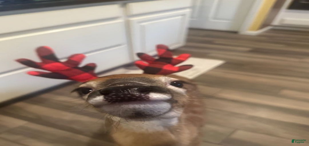 Gallery Image {{count}}