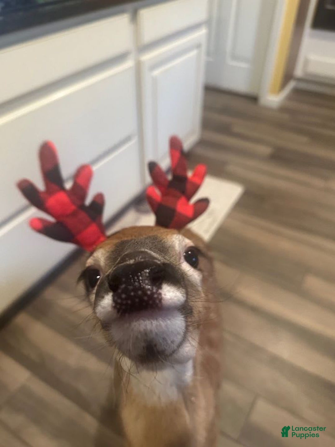 Gallery Image {{count}}