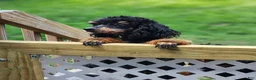 Miniature Poodle dogs for sale: Sixlet - Ad 7