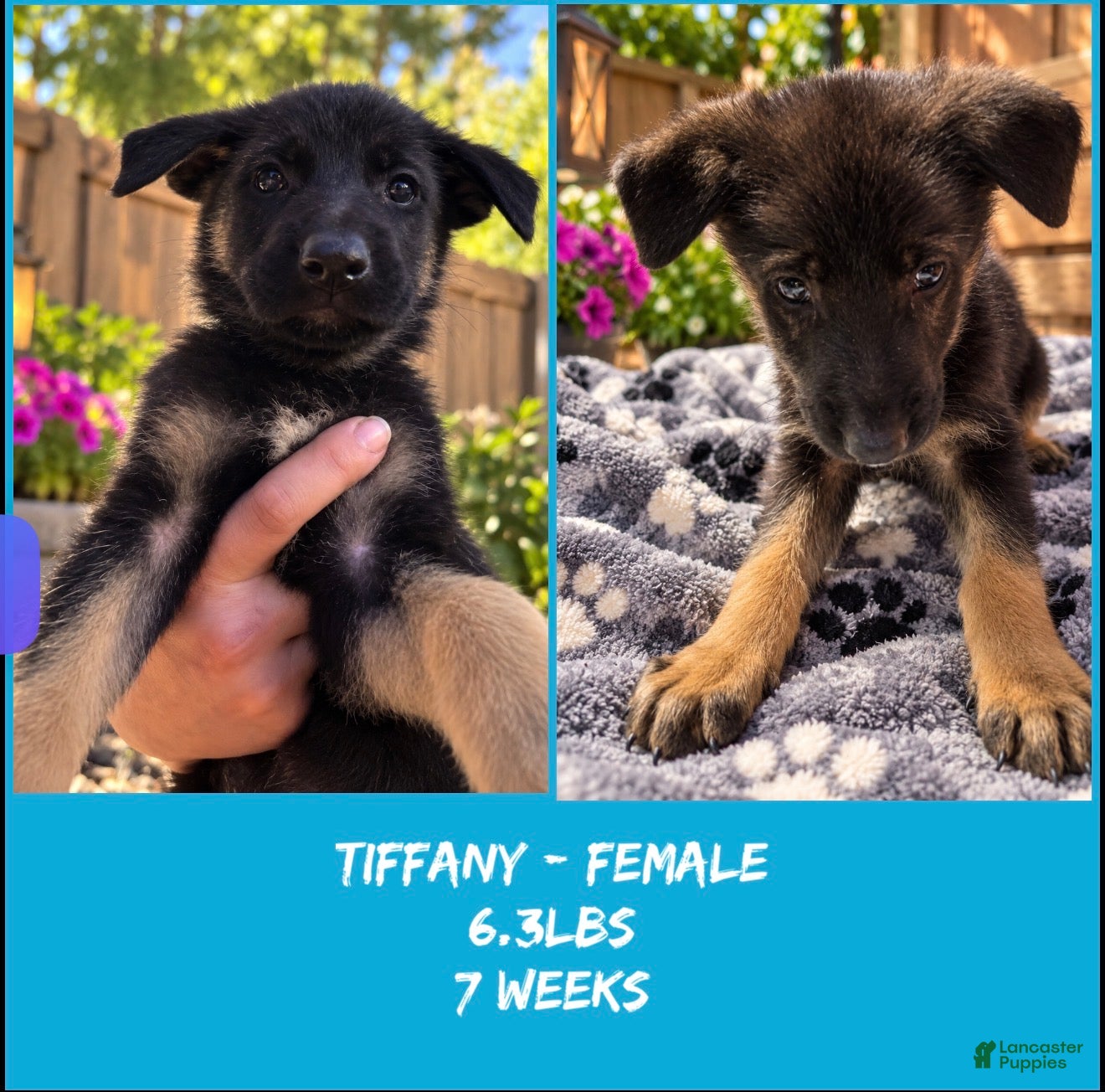 German Shepherd dogs for sale: Tiffany - Ad 2