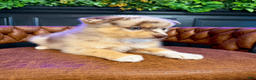 Pomsky dogs for sale: Leo - Ad 5