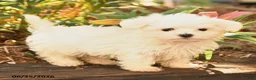 Maltese dogs for sale: Russel - Ad 4