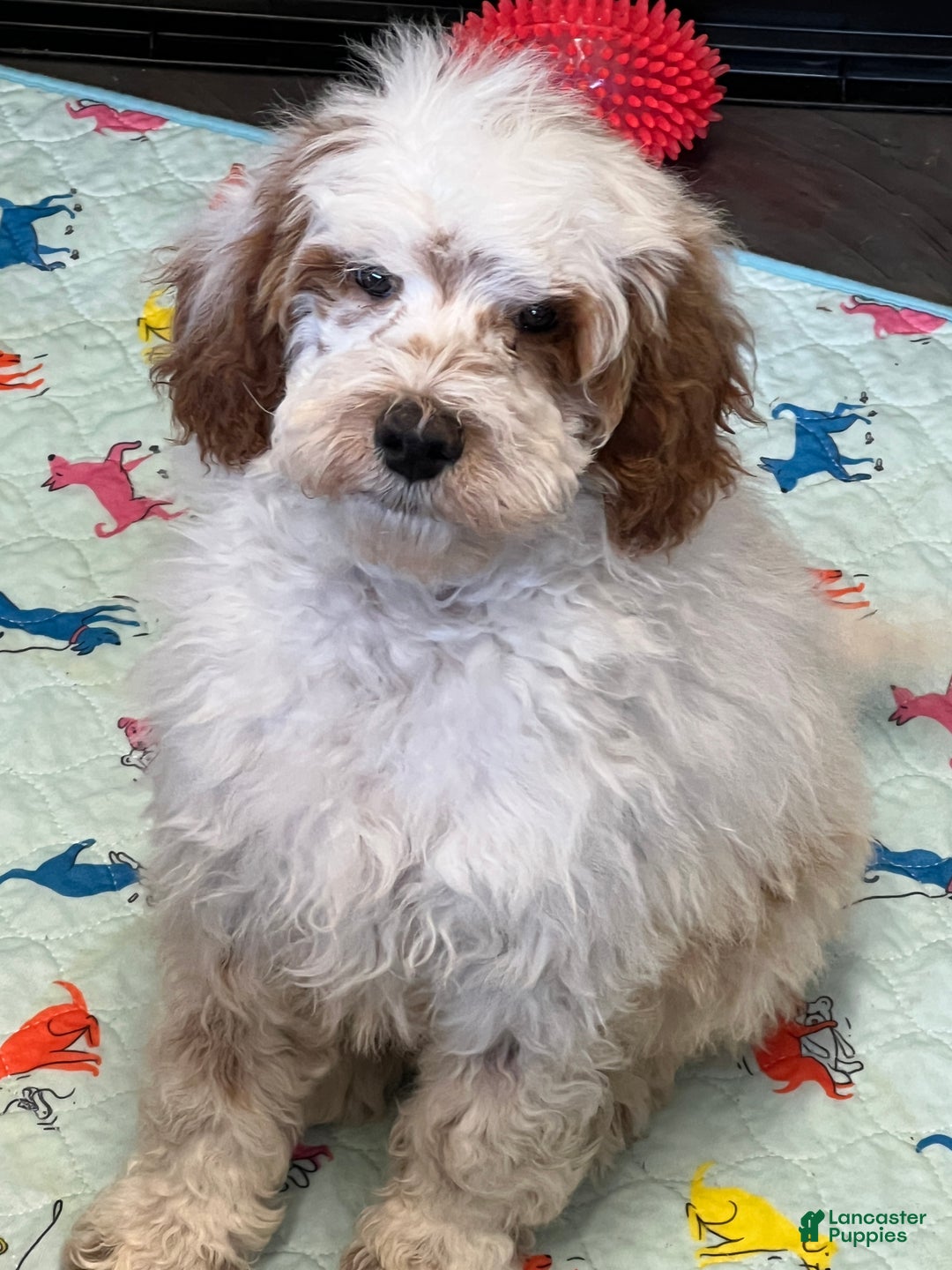 Mini Goldendoodle dogs for sale: Buster - Ad 4