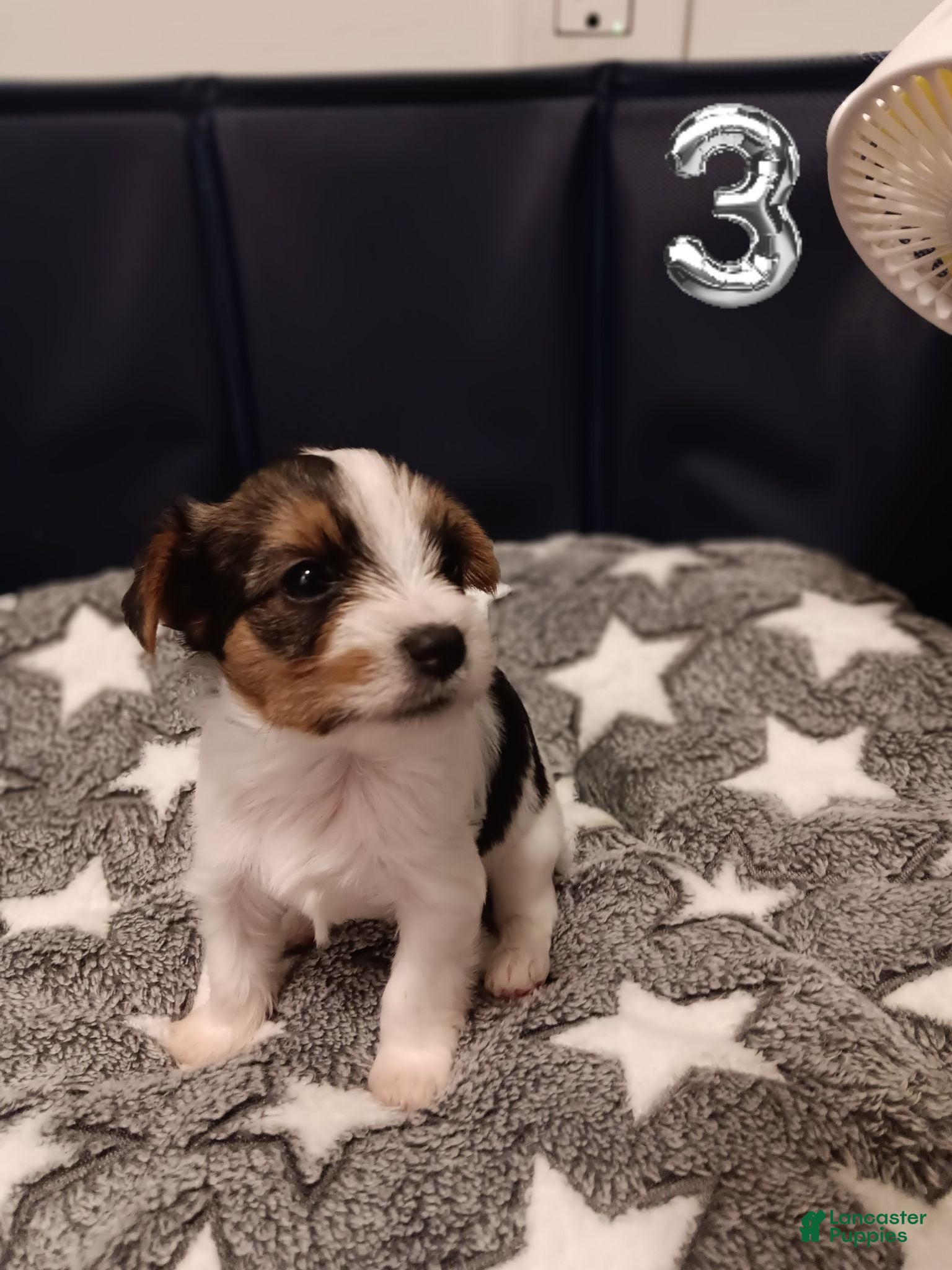 Mixed Breed dogs Ruby - Ad 38