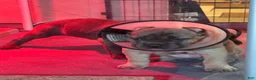 Cane Corso dogs for sale: Formentino - Ad 10