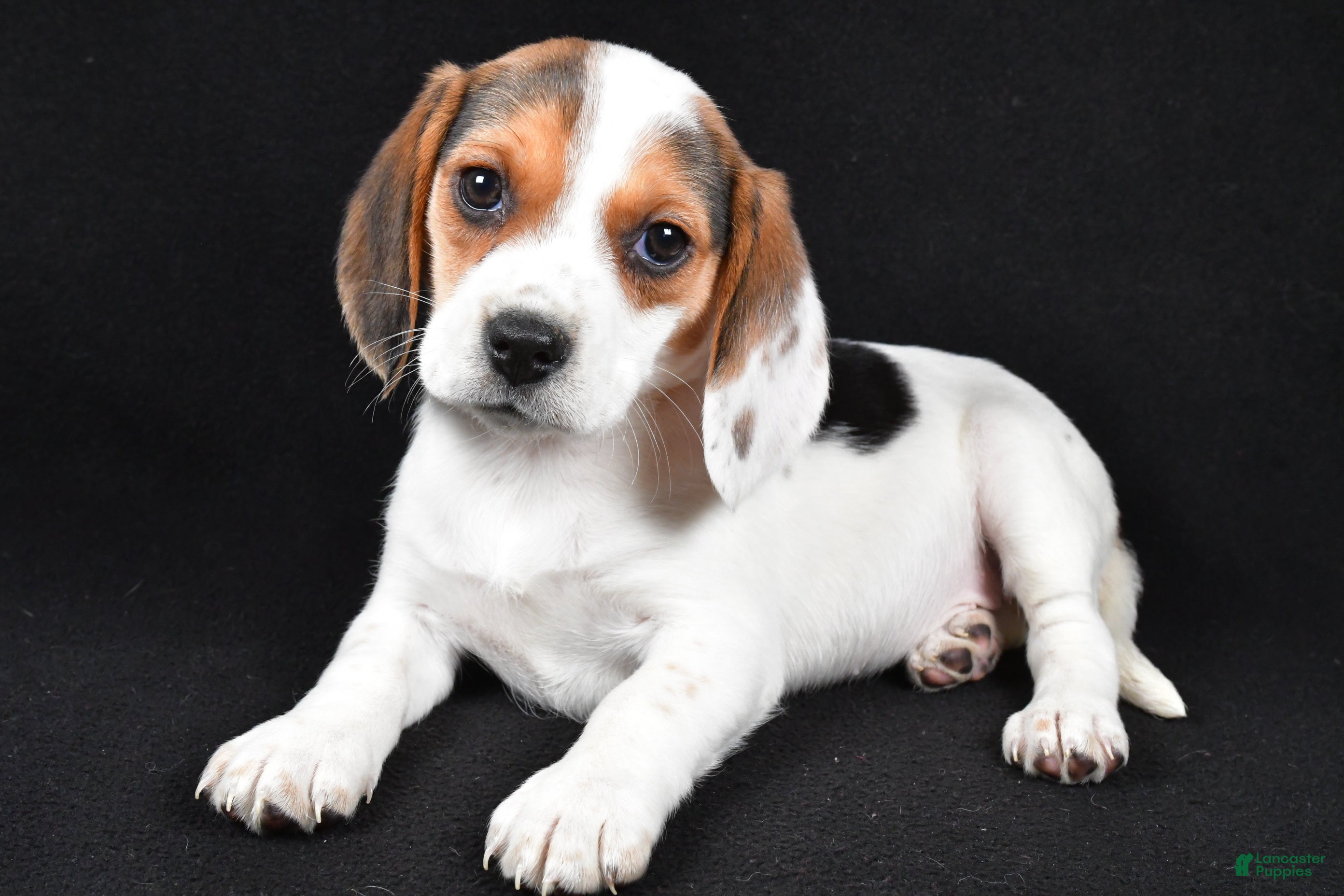 Beagle dogs Abby - Ad 7