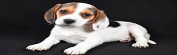 Beagle dogs for sale: Abby - Ad 1