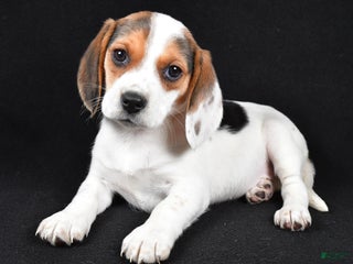 Beagle dogs Abby - Ad 4