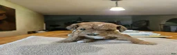 Mini Goldendoodle dogs for sale: Mini Goldendoodle 5 - Ad 3