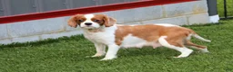 Cavapoo dogs for sale: Ingrid - Ad 6