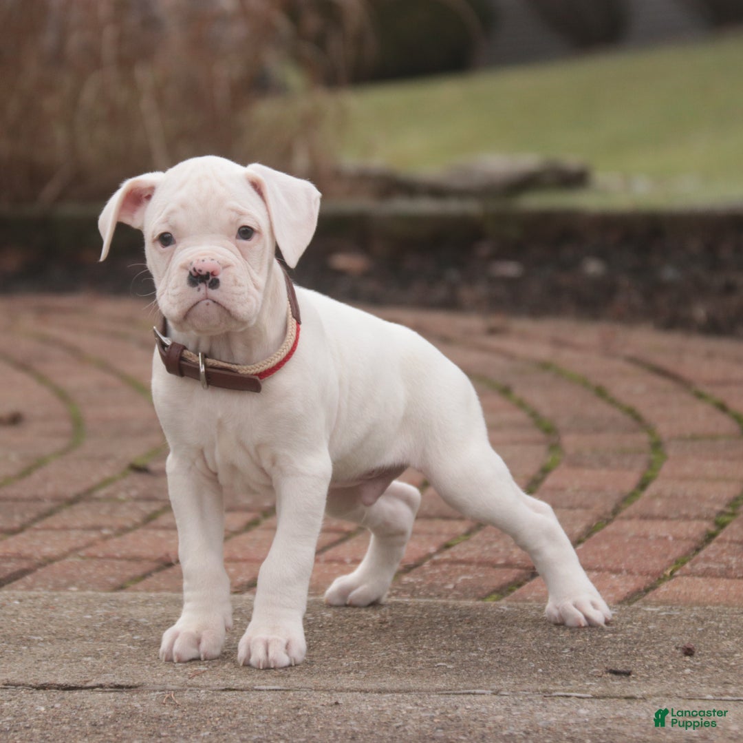 Boxer dogs for sale: Leo - Ad 2