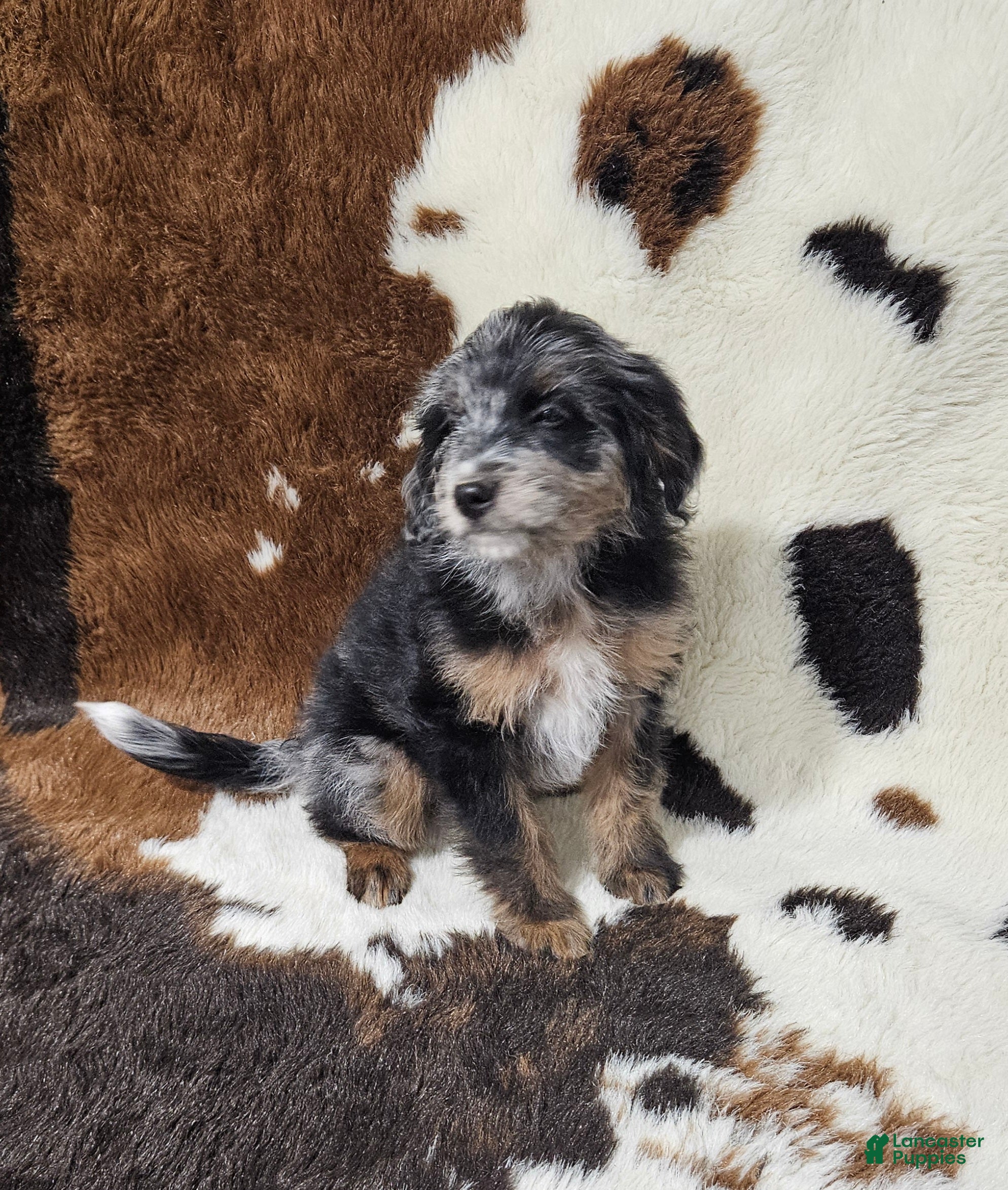 Mini Bernedoodle dogs F1b Kelsey - Ad 27