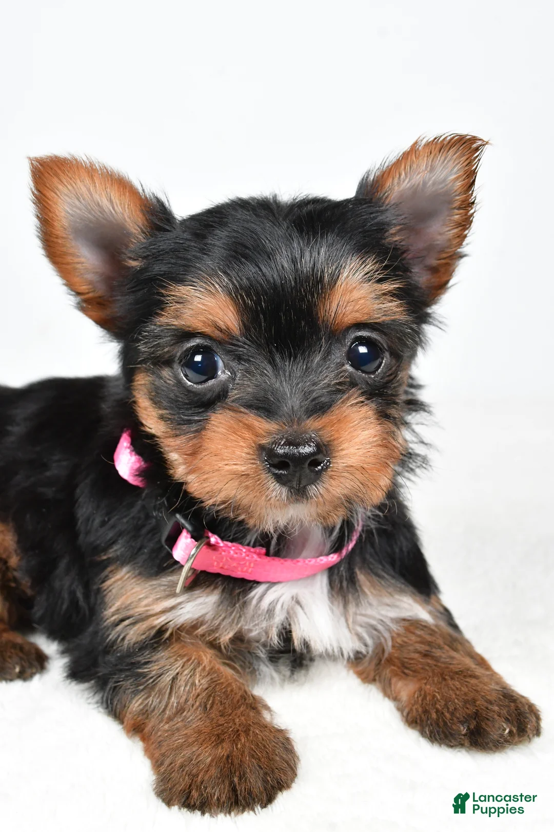 Yorkshire Terrier dogs for sale: Macey - Ad 4