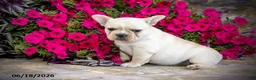 French Bulldog dogs for sale: Snow - Ad 1