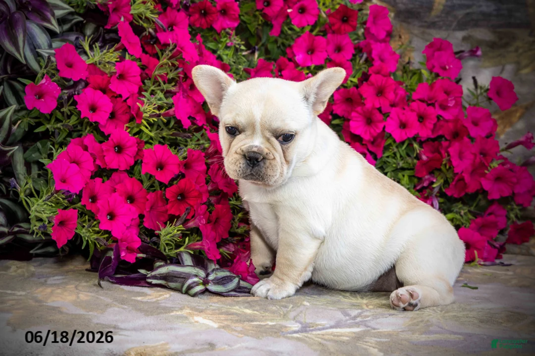 French Bulldog dogs for sale: Snow - Ad 1