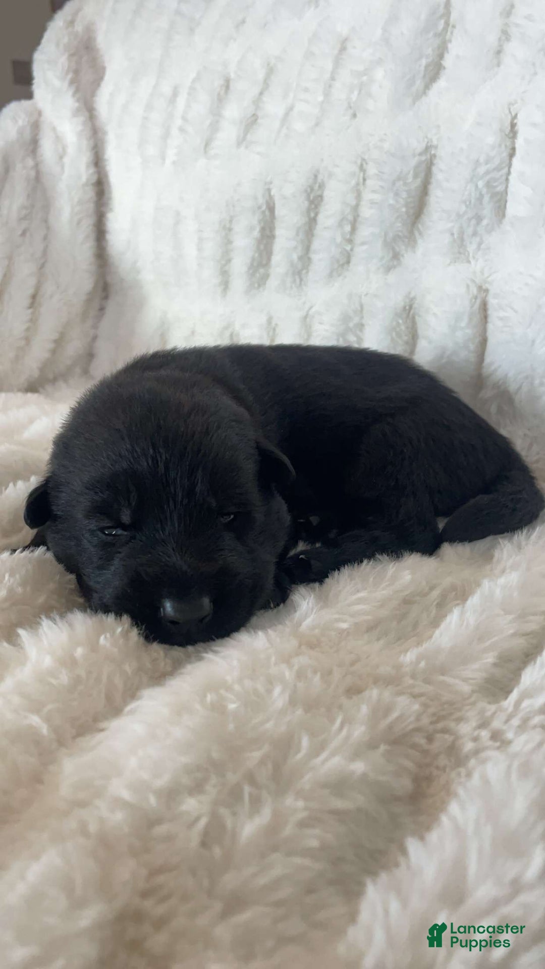 German Shepherd dogs for sale: German Shepherd Cream Collar Female - Ad 1