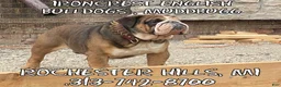 English Bulldog dogs for sale: English Bulldog Puppy 2 - Ad 21