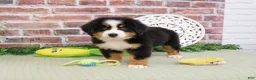 Bernese Mountain Dog dogs for sale: Freedom - Ad 3