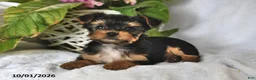 Yorkshire Terrier dogs for sale: Tiny - Ad 3
