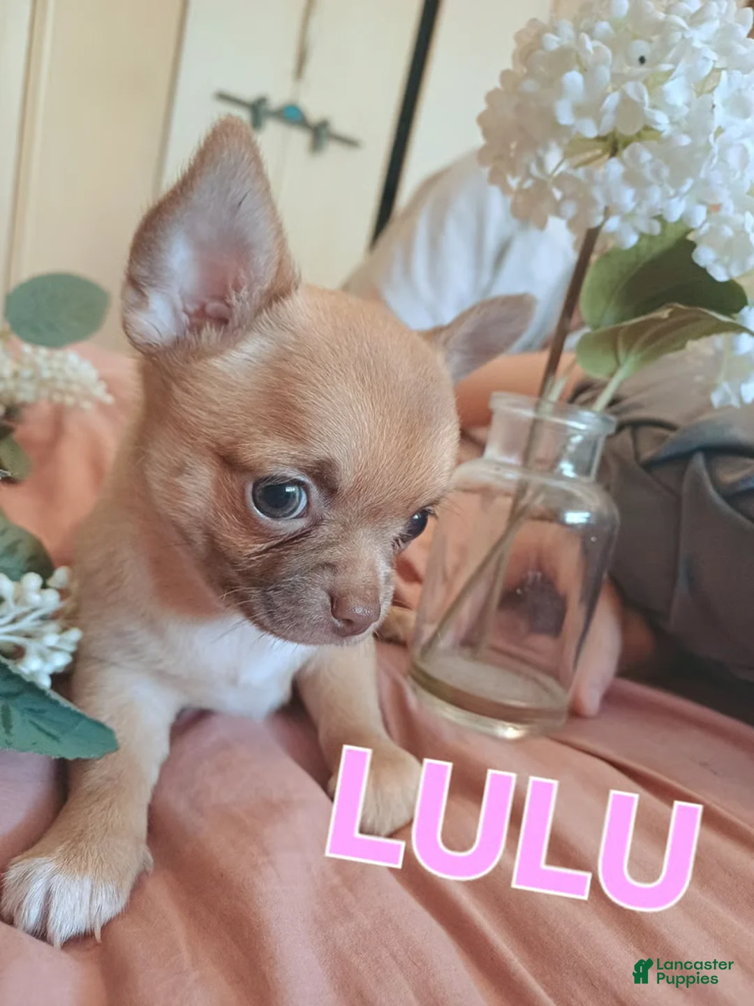 Chihuahua dogs for sale: Chihuahua 2 - Ad 1