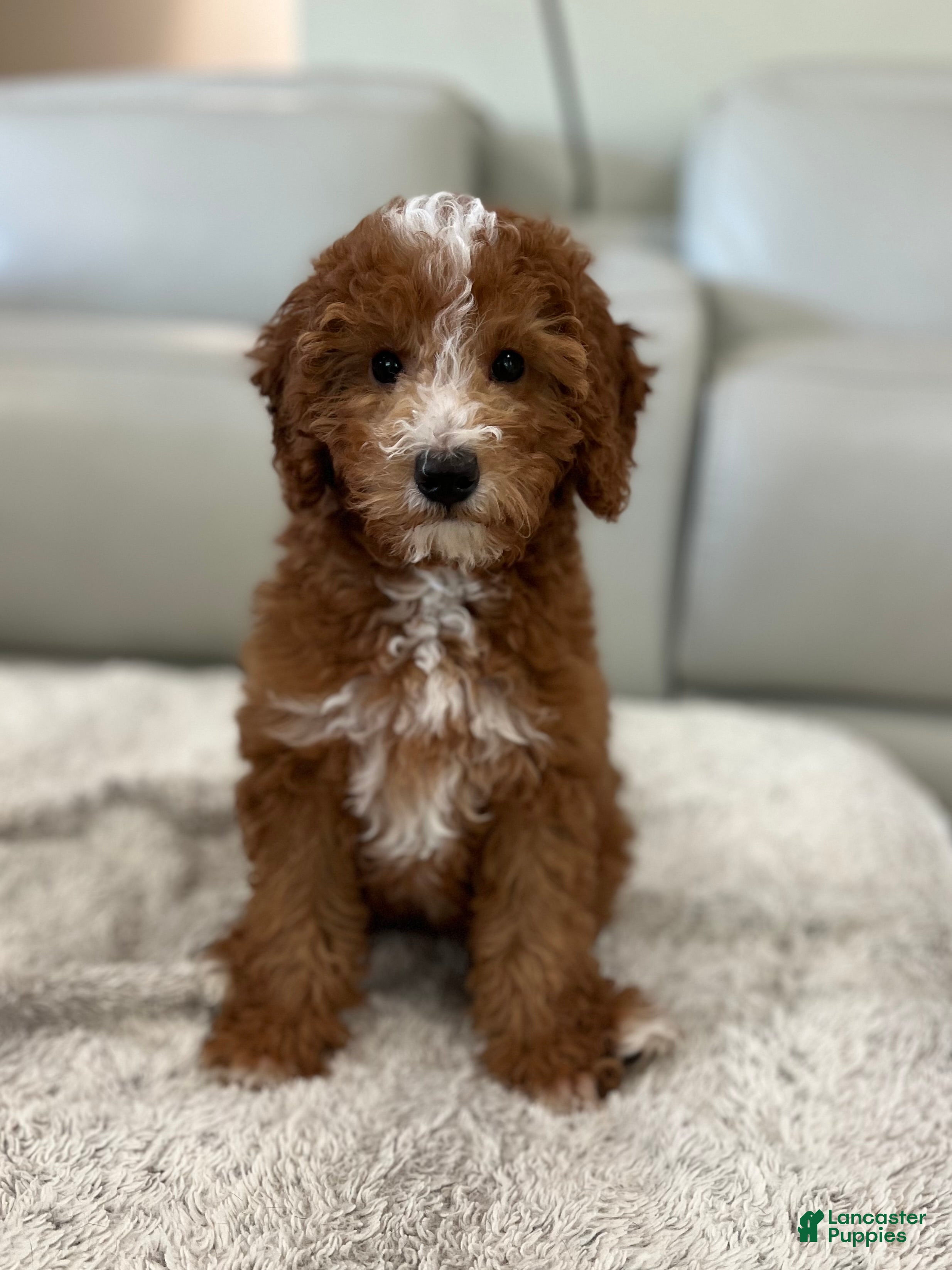 Mini Goldendoodle dogs Mini Goldendoodle Puppy 1 - Ad 2