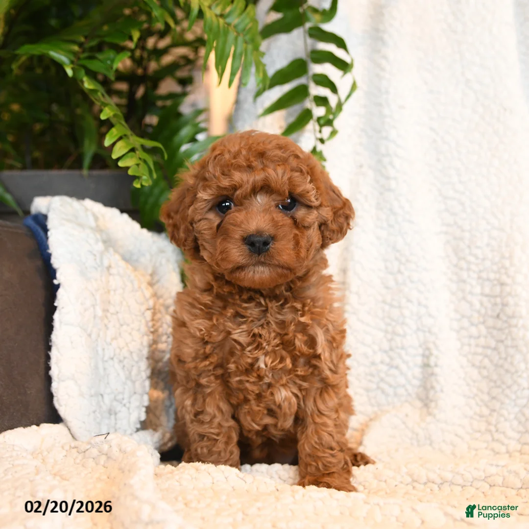 Cavapoo dogs for sale: Lily - Ad 4