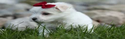 Maltese dogs for sale: MURPHY - Ad 8